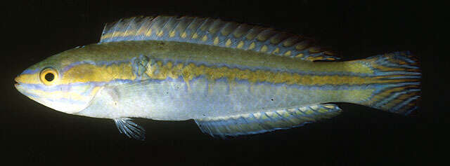 Image of Shoulderspot wrasse