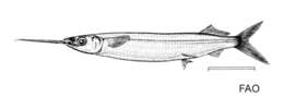 Image of Bermuda halfbeak