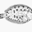 Image of Colored righteye flounder