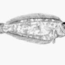 Image of Alcock&;s narrow-body righteye flounder