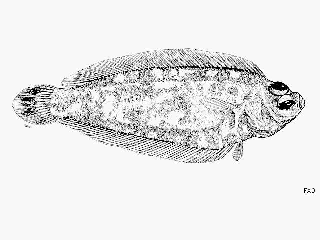 Image of bigeye flounders