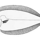 Image of Flounder