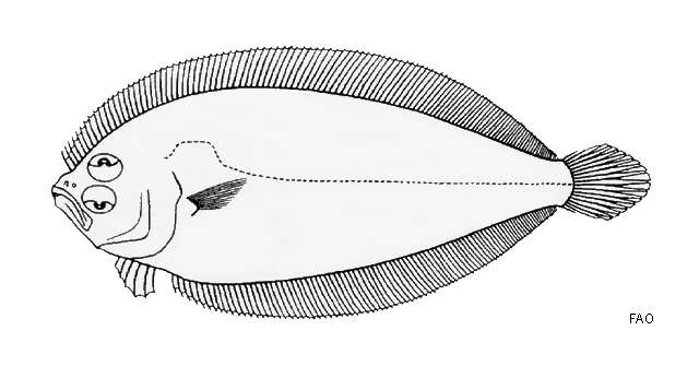 Image of Flounder