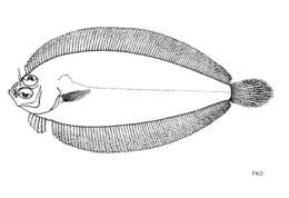 Image of Günther&#39;s flounder