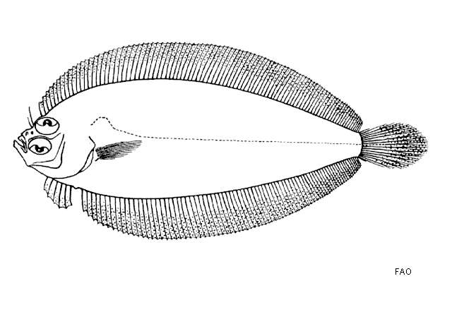 Plancia ëd Laeops guentheri Alcock 1890