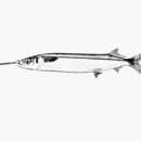 Image of Ballyhoo Halfbeak