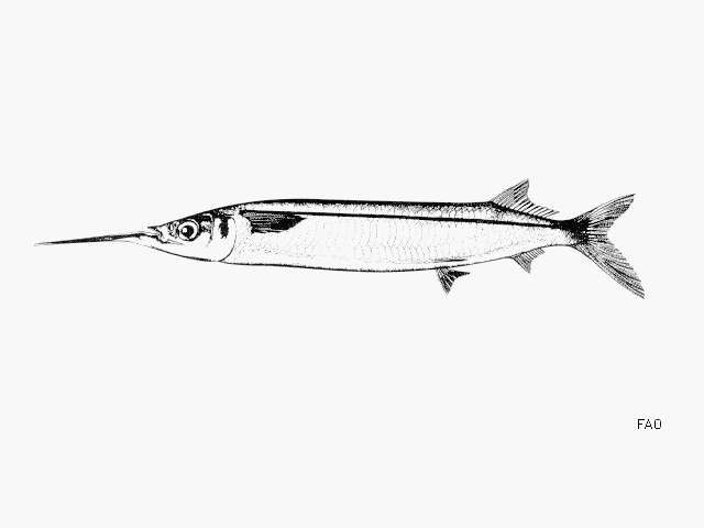 Image of Ballyhoo Halfbeak