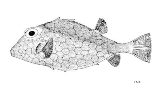 Image of Smallspine turretfish