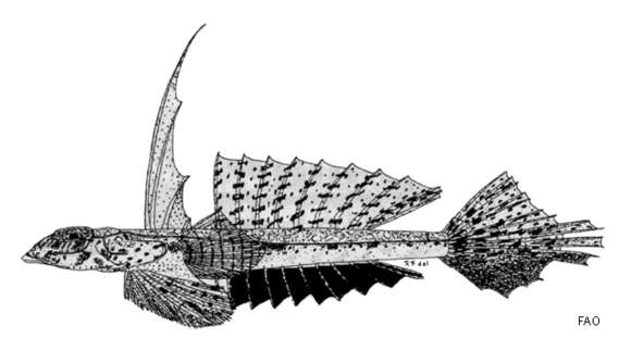 Imagem de Callionymus meridionalis Suwardji 1965
