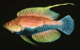 Image of Whip-fin wrasse