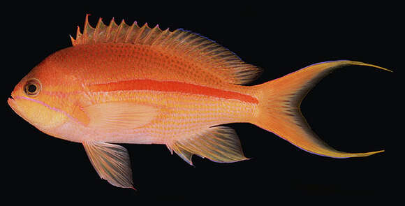 Pseudanthias fasciatus (Kamohara 1955) resmi