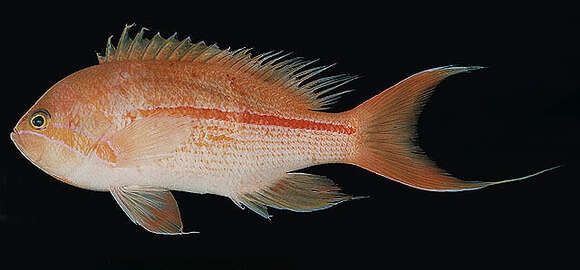 Image of One-stripe anthias