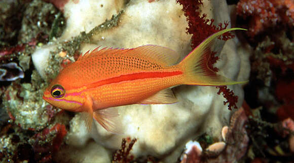 Pseudanthias fasciatus (Kamohara 1955) resmi