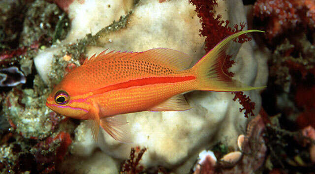 Image of One-stripe anthias