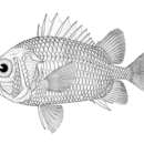 Image of Spinesnout soldierfish