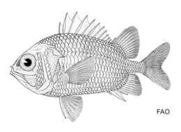 Image of Spinesnout soldierfish
