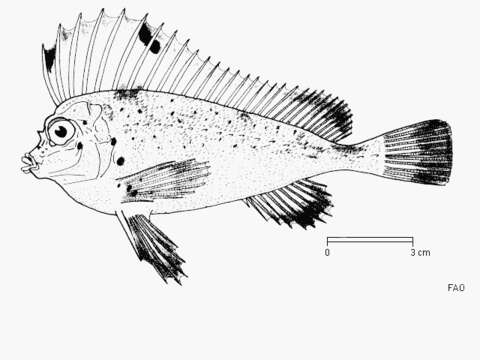 Image of Spinenose horsefish