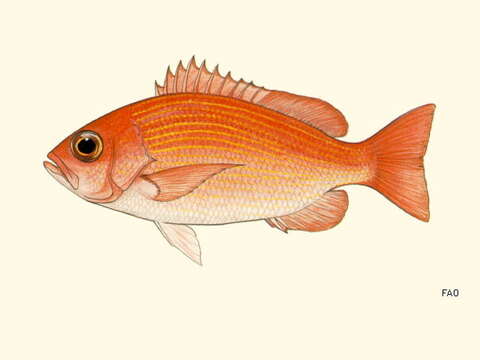 Image of Golden African snapper