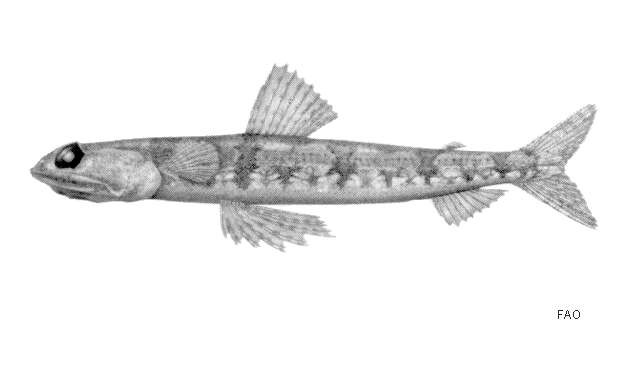 Image de Synodus rubromarmoratus Russell & Cressey 1979