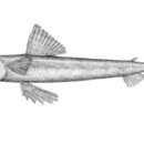 Image of Large-eye lizardfish
