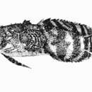 Image of Australian frogfish