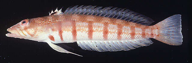 Image of Double-stitch grubfish