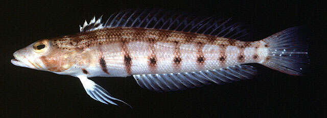 Image of Double-stitch grubfish