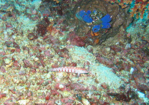 Image of Double-stitch grubfish