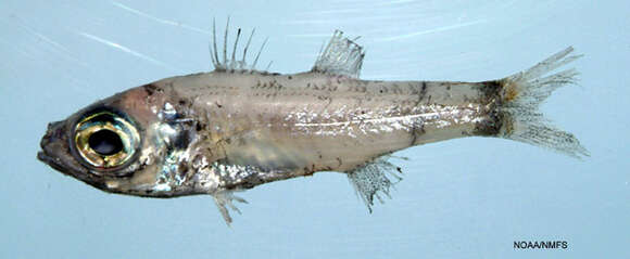 Image of Bigeye