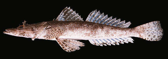 Image of Fringe-eyed flathead