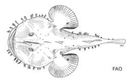 Image of Anglerfish