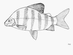 Image of Banded Distichodus