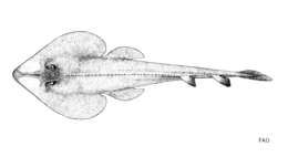 Image of Halavi Guitarfish