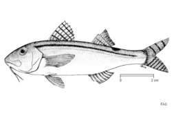 Image of asymmetrical goatfish