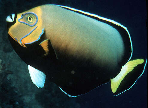 Image of Angelfish