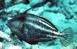 Image of Orangespotted Filefish