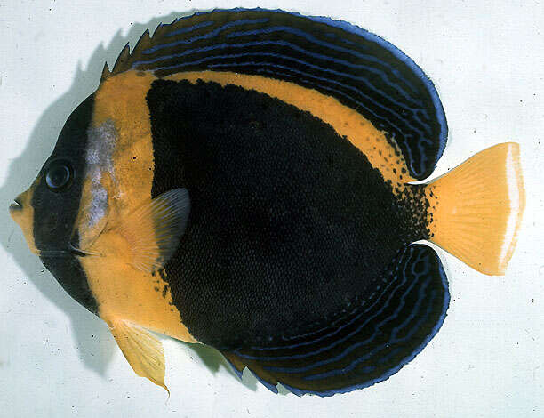 Image of Scribbled Angelfish