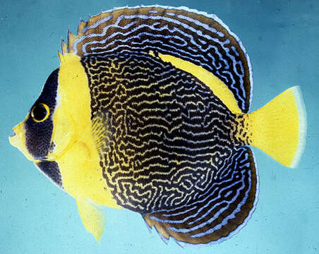 Image of Scribbled Angelfish