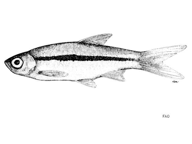Image of Red-tailed Rasbora