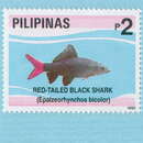 Image of Red Tailed Shark