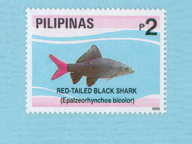 Image of Red Tailed Shark