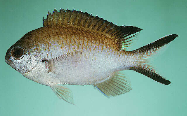 Image of Damselfish