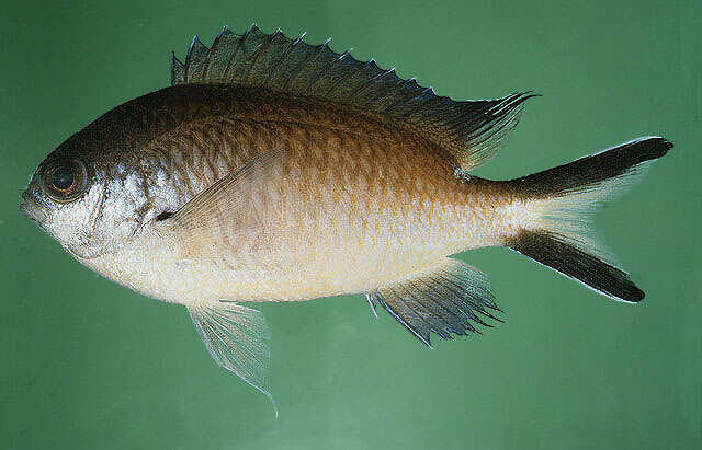 Image of Damselfish