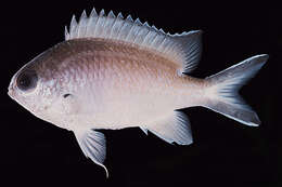 Image of Damselfish