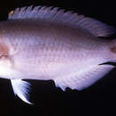 Image of Black-stripe tuskfish