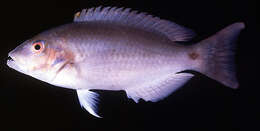 Image of Black-stripe tuskfish