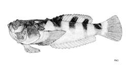 صورة Ichthyscopus fasciatus Haysom 1957