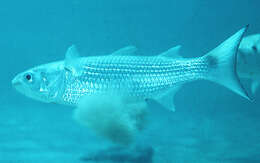 Image of Blueback Mullet