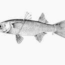 Image of Blueback Mullet