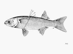 Image of Blueback Mullet